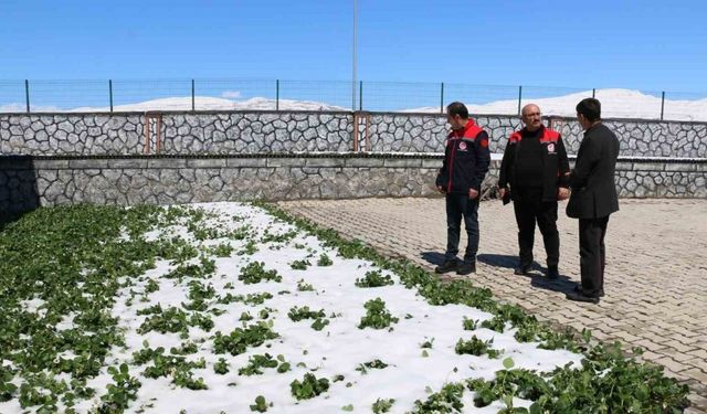 Erzincan ve ilçelerini zirai don vurdu