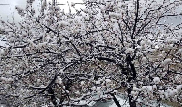 Erzincan’da çiçek açan meyve ağaçlarını don vurdu