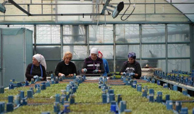 Erzincan’da Kar Yağışı ve Zirai Don Tehlikesine Karşı Tedbirler Alındı