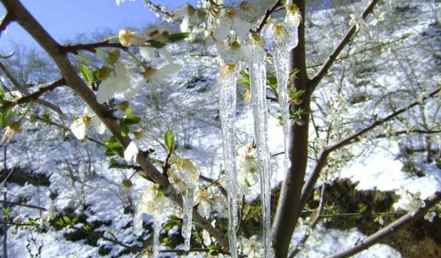 Erzincan'da Zirai Don Uyarısı: Çiftçiler Gece Saatlerine Dikkat