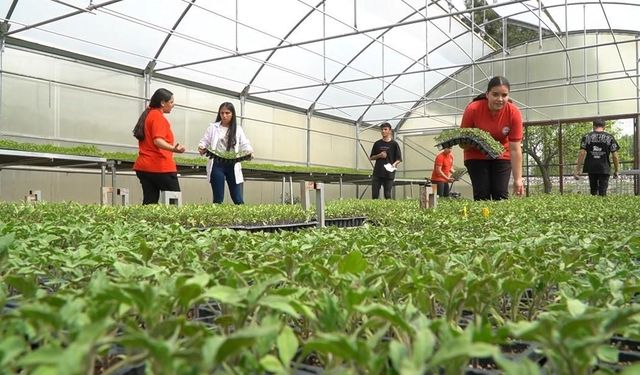 Erzincanlı Öğrencilerden Büyük Başarı: Serada 30 Bin Fide Yetiştirdiler