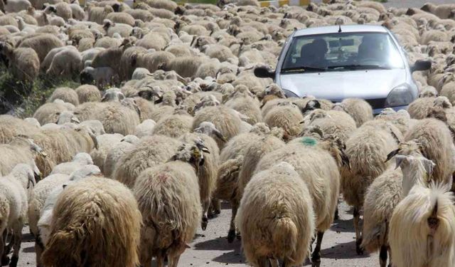 Kışı atlatan besicileri yüksek maliyetli çoban telaşı sardı