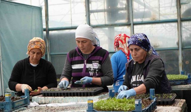 Milyonlarca sebze fidesi Erzincan seralarında büyüyor