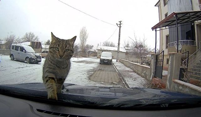 Sevimli kedi araç kamerasında