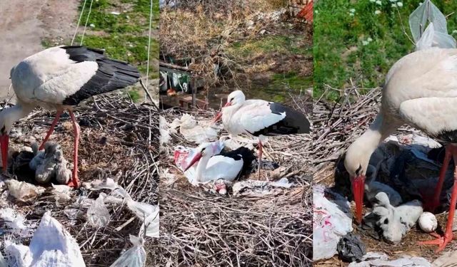 Kilimli’nin Sadık Leylekleri 6 Yavruya Anne Oldu