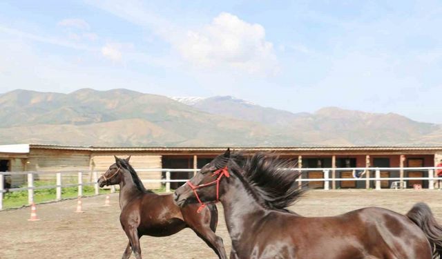 Koçaker, atlı spor kulübünde incelemelerde bulundu