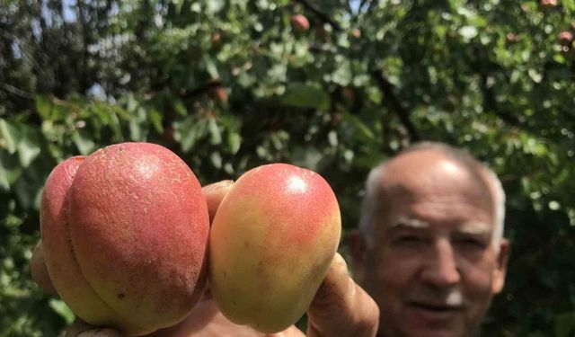 Bin Liraya Kayısı Olur mu? Oldu!