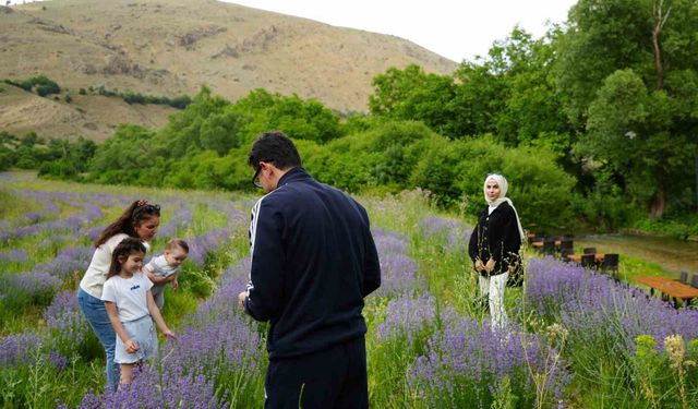 Erzincan’ın Çağlayan beldesi lavanta tarlalarıyla büyülüyor