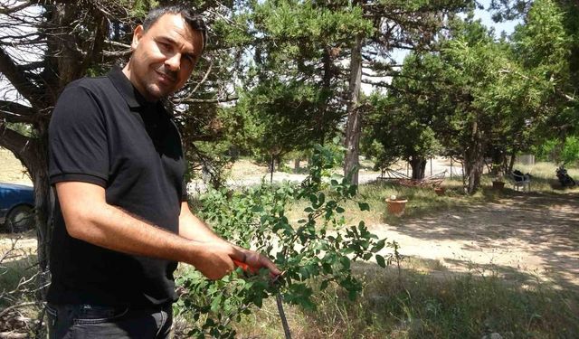 Sosyal Medyada Ölü, Gerçekte Diri