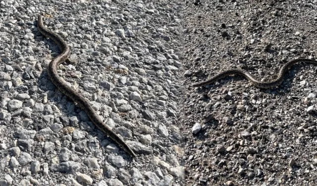 Erzincan’da Görüntülenen Yılan Korkuttu