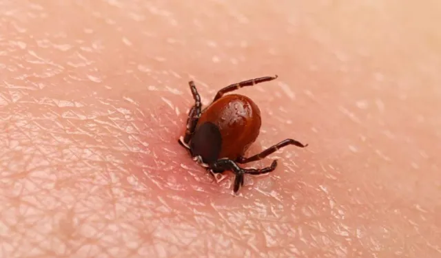 Kene Isırığı Ölümcül Olabilir: Uzmanlar KKKA'ya Karşı Uyardı