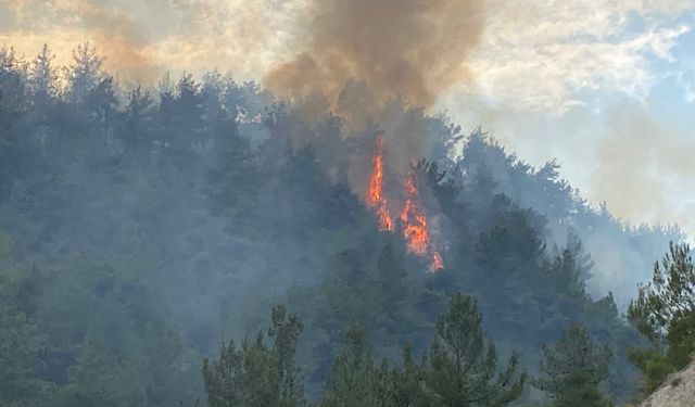 Karabük'te Orman Yangını