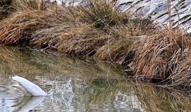 Ekşisu Sazlığı’nda büyük ak balıkçıl görüntülendi