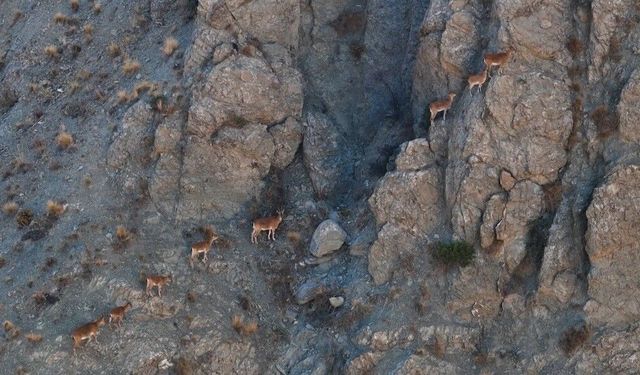 Munzur Dağları’nda Yaban Keçileri Drone ile Görüntülendi
