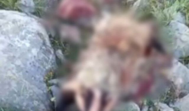 Erzincan'da köpeklerin saldırısına uğrayan porsuk telef oldu