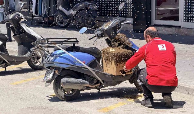 Erzincan’da Oğul Veren Arılar Motosiklete Kondu