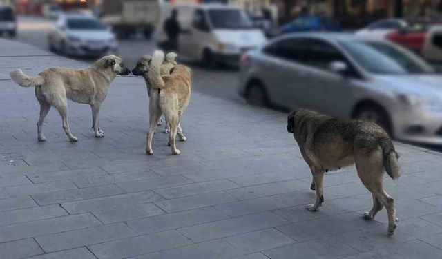 Erzincan'da Sahipsiz Köpekler İçin Yıl Sonu Hedefi: Tamamı Barınaklara Alınacak