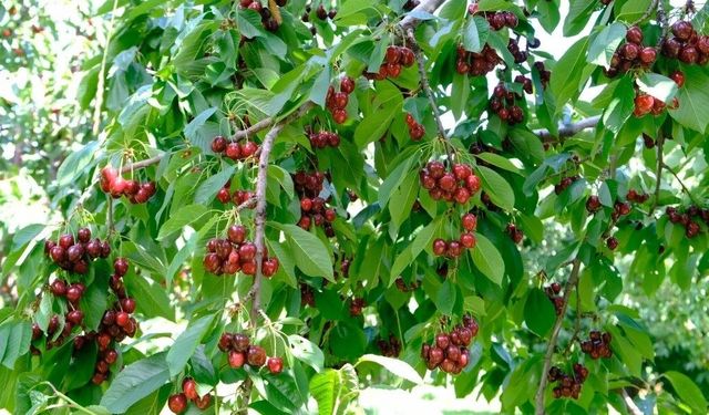 Erzincan'da yazın habercisi kiraz tezgâhlara iniyor