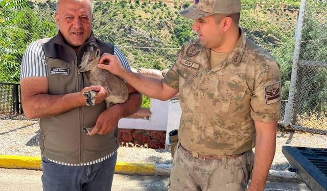 Kemaliye'de bitkin halde bulunan yavru dağ keçisi koruma altına alındı