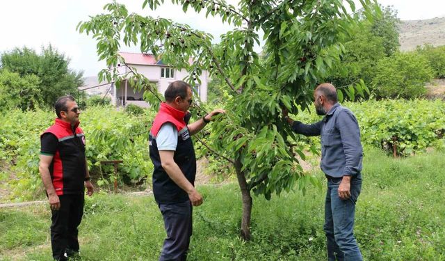 Erzincan'da kiraz hasadında bereketli sezon