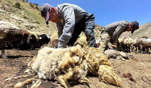 Erzincan’da Koyunların Bir Yılda Büyüyen Yünleri Kırkılıyor