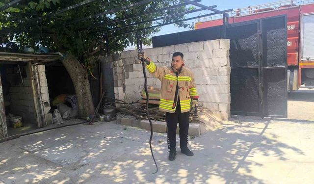 Evin bahçesinde görülen 2 karayılan paniğe neden oldu
