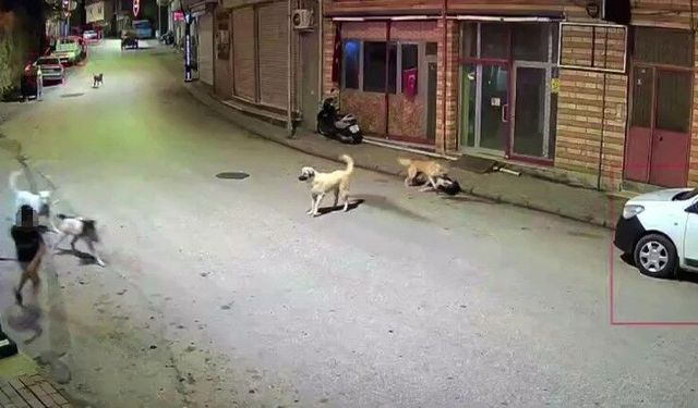 Küçük çocuk sokak köpeklerinin saldırısına uğradı