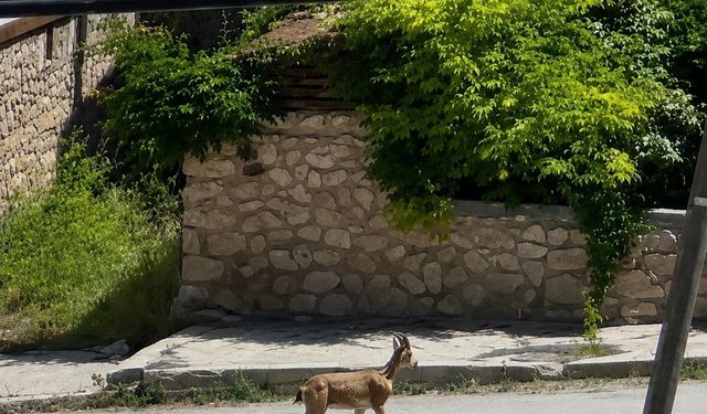 Yolunu şaşıran dağ keçisi ilçe merkezinde dolaşırken görüntülendi