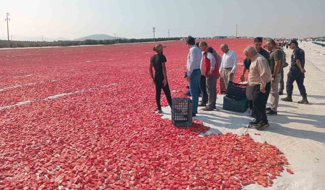 1.500 ton kuru domates ihraç ediliyor