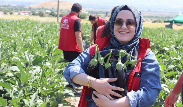 Erzincan Gençlik merkezi gönüllüleri patlıcan hasadına katıldı