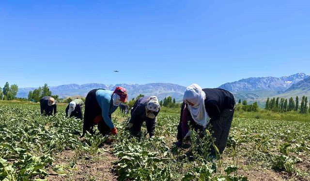Erzincan’da 40 Derece Sıcakta Şeker Pancarı Çapalıyorlar