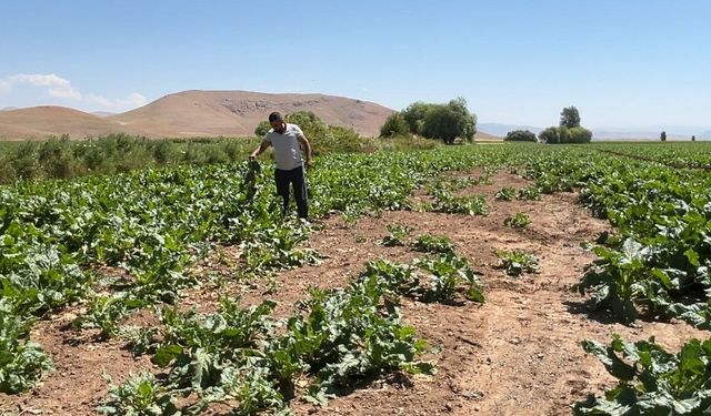 Erzincan’da Ayı ve Yaban Domuzları Tarlalara Dadandı