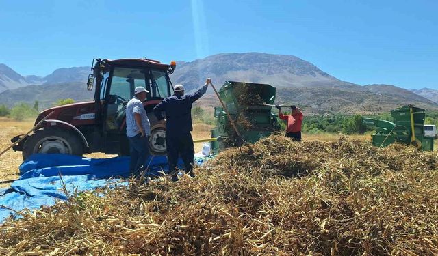 Erzincan'da fasulye hasadı başladı