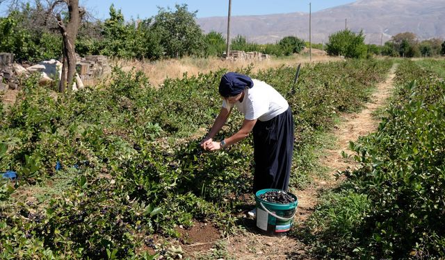 Dondurma yerken tanıştığı aronya bitkisinin üreticisi oldu