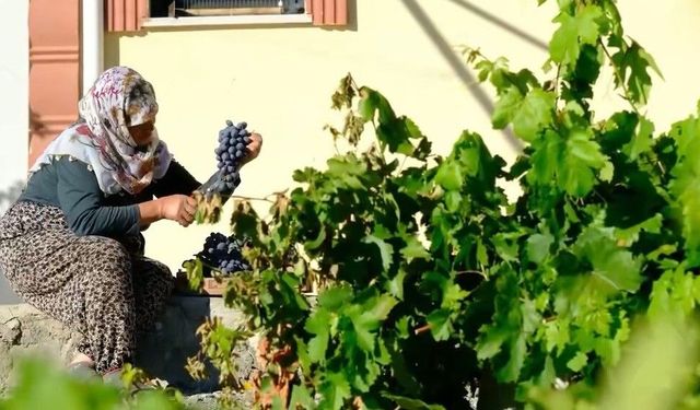 Erzincan’da 75 Yaşındaki Güldursun Teyzenin Azmi Takdir Topladı