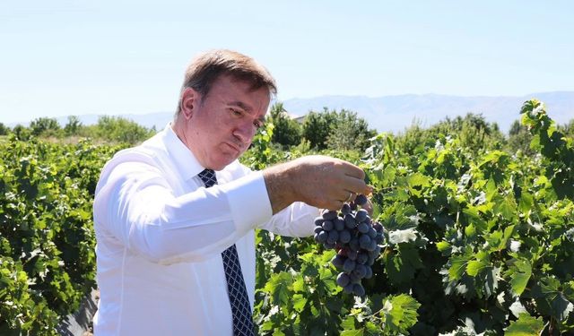 Erzincan’ın Meşhur Cimin Üzümünde Hasat Heyecanı