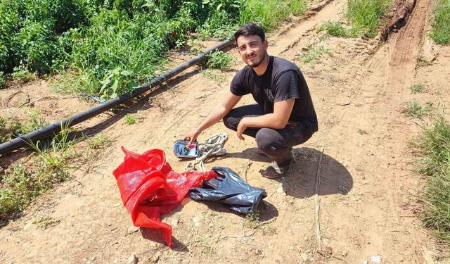 Salçalık biberi önce hırsızlar hasat etti