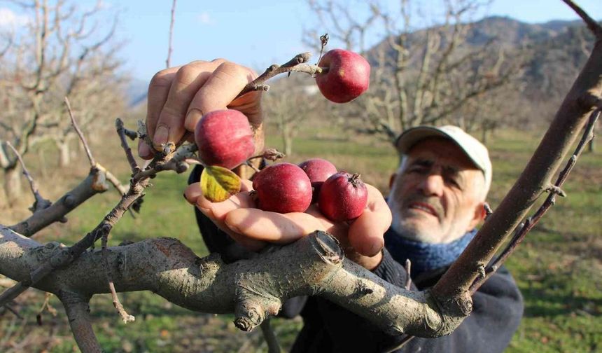 Amasya’da ’yalancı bahar’ şaşkına çevirdi, elma ağaçları kışın meyve verdi