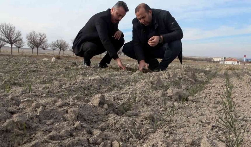 Yağışların yüzde 50 azaldığı Aksaray’da kuraklık çanları çalıyor