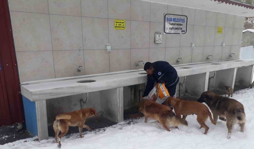 Biga Belediyesi’nden karlı havada sokak hayvanlarına mama