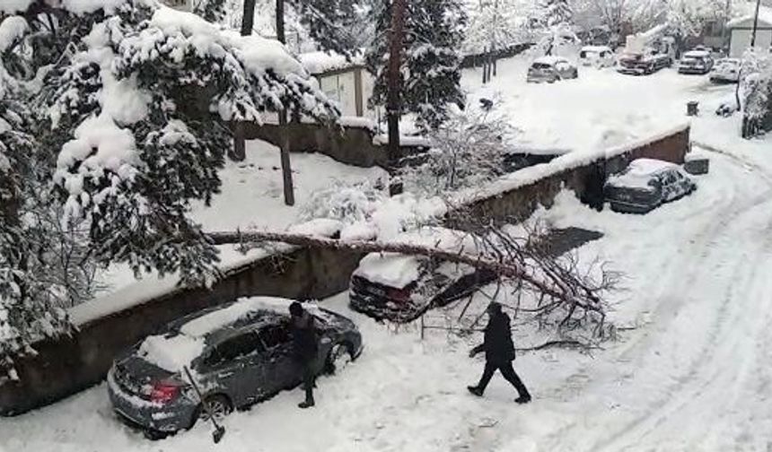 Karın ağırlığına dayanamayan ağaç, otomobilin üstüne devrildi