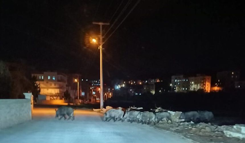 Mersin’de aç kalan domuz sürüleri şehir merkezine indi