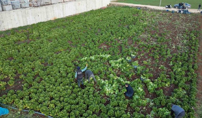 Kilis’te depremden sonra marul ve maydanoz hasadı başladı