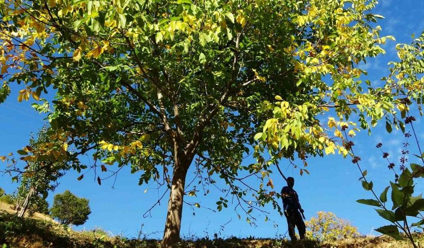 Erzincan’ın Sancak kenti Kemah: 32 bin ceviz ağacı yetiştiriciliği ile ekonomiye katkı sağlıyor