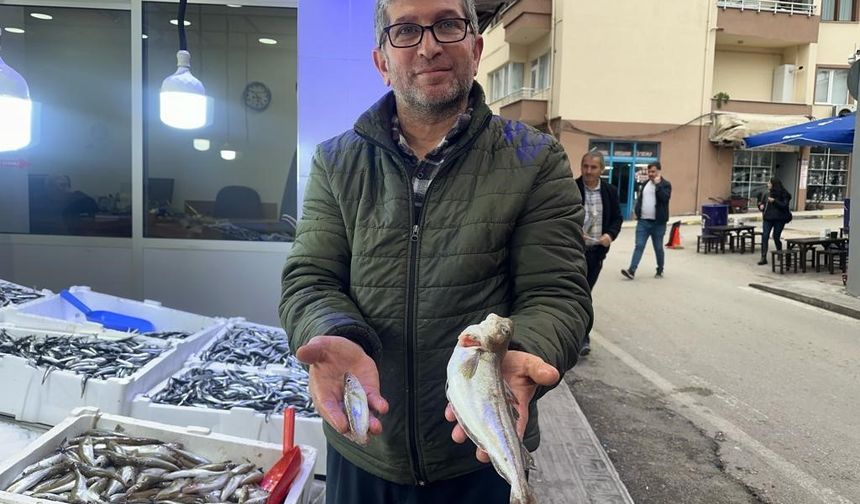 Karadeniz’de 300 gramlık mezgit yakalandı
