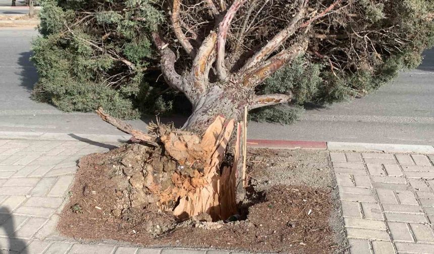 Karaman’da şiddetli rüzgâr ağacı kökünden kırdı