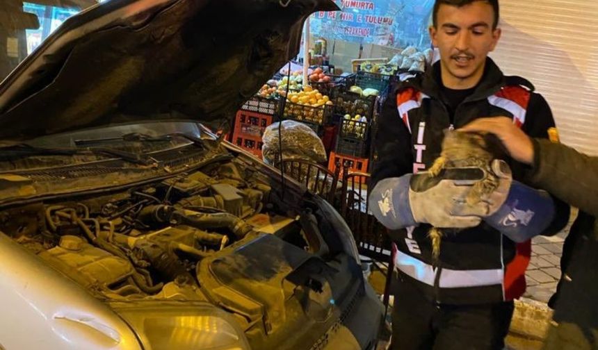 Iğdır’da otomobilin motoruna sıkışan yavru kedi kurtarıldı