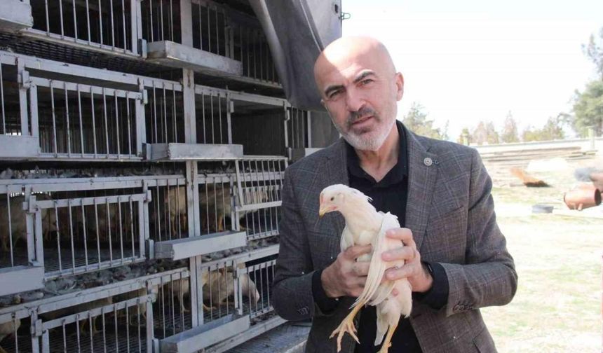 Karaman’da kendi yumurtalarını üretmeleri için köylülere tavuk ve horoz dağıtıldı
