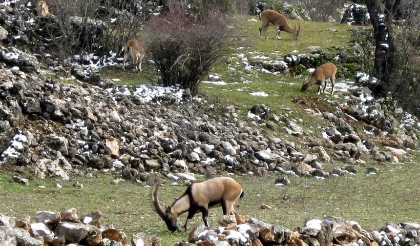 Avlanması, evcilleştirilmesi yasak olan yaban keçileri insanlarla iç içe yaşıyor