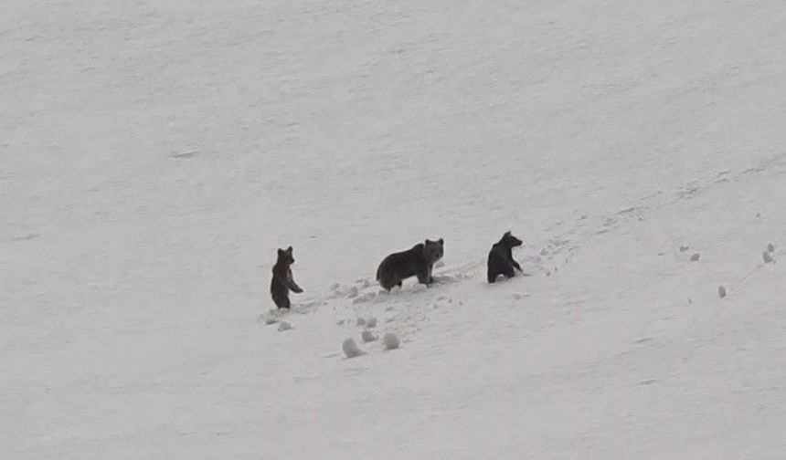Erzincan’da anne ayı ve yavruları karlı arazide dolaşırken görüntülendi